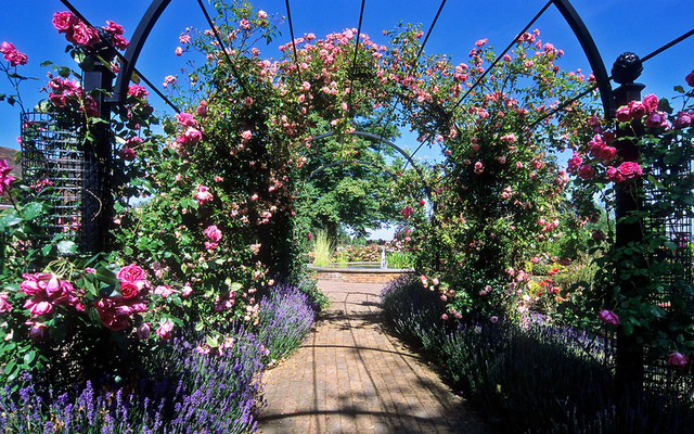 Royal National Rose Society Gardens - formerly The Gardens of t